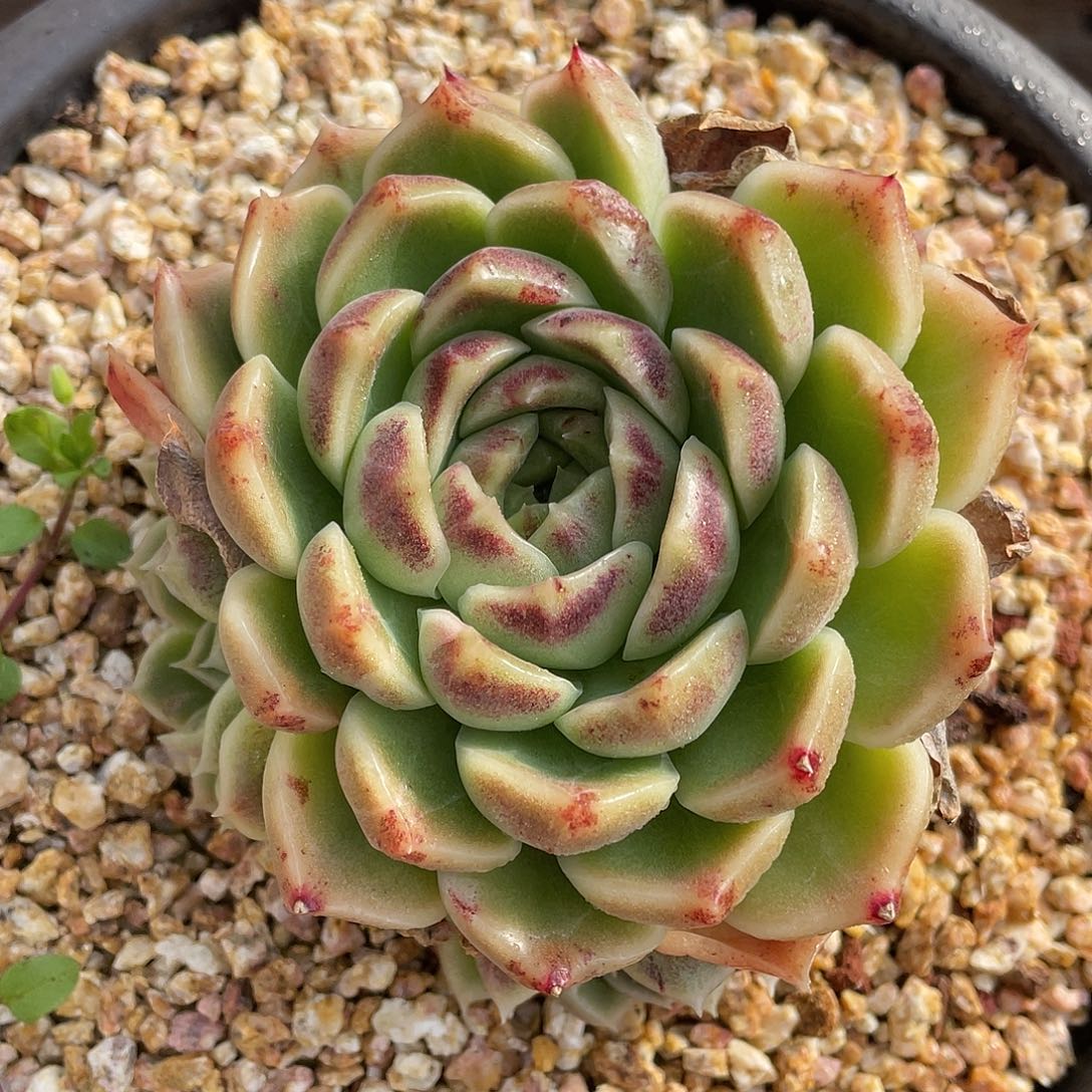多肉植物一物一拍