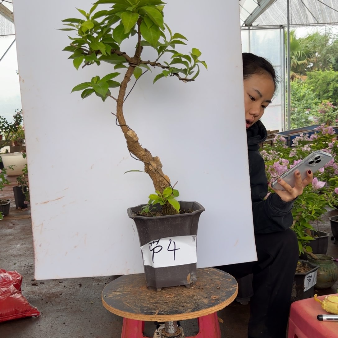 大部分花苞少量开放4 金夫人