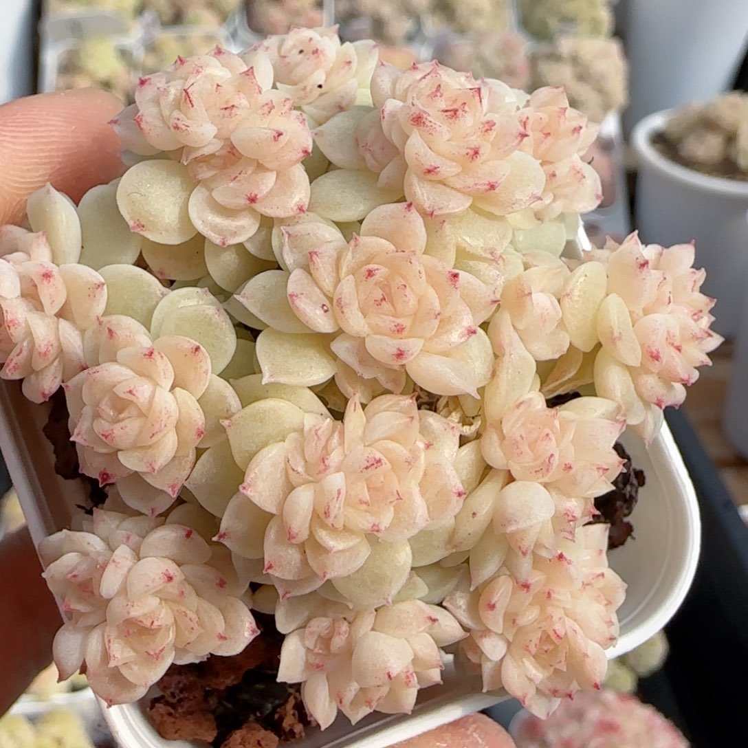 【闪购商品】0131-148（ht-16）