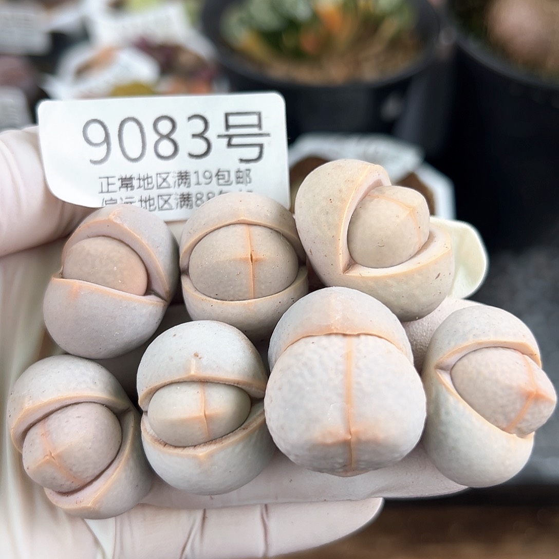 9083四年高尔夫7颗2.5cm