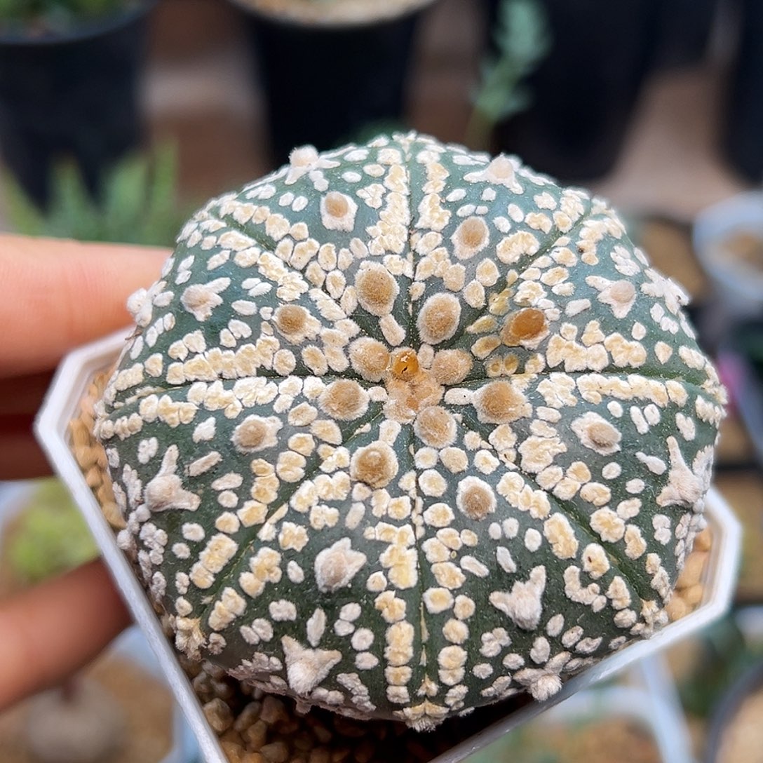 V兜18包邮非偏远地区