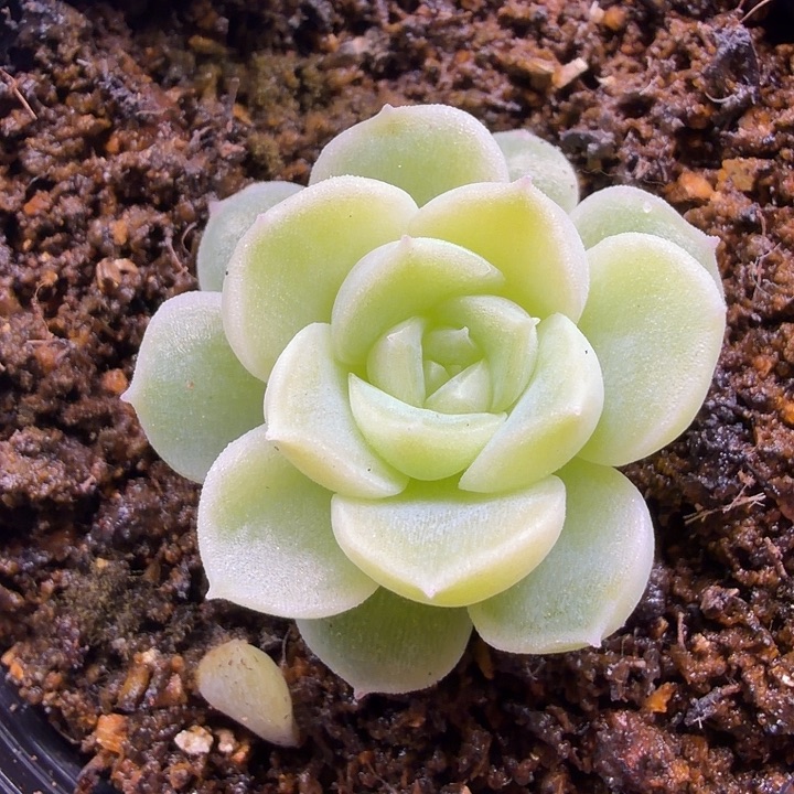 凌凌香五公分盆口