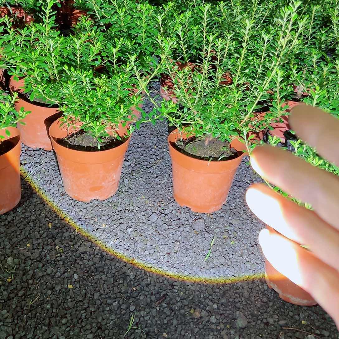 无花朵盆景皋月杜鹃五彩