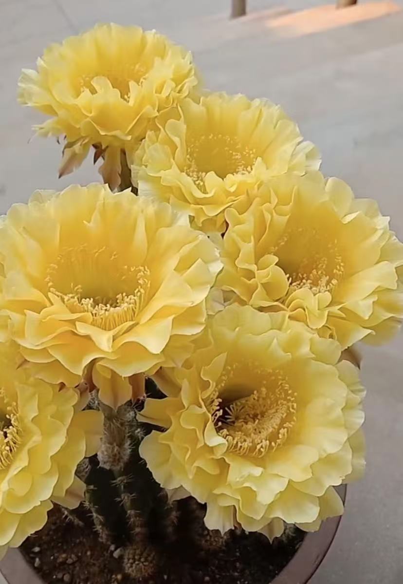 自根娇媚彩草，尺寸以直播间为准，环境不同开花不同介意勿拍