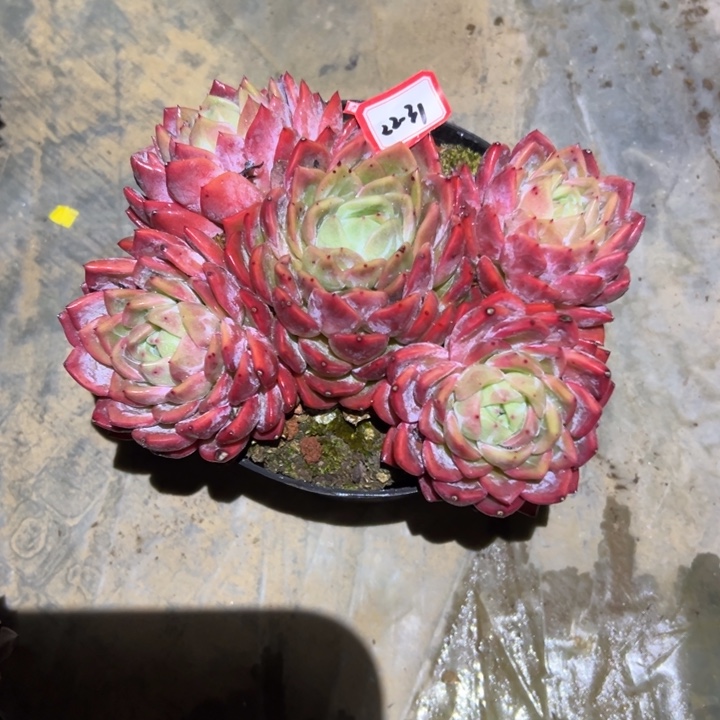 *****精品多肉植物老桩杂交