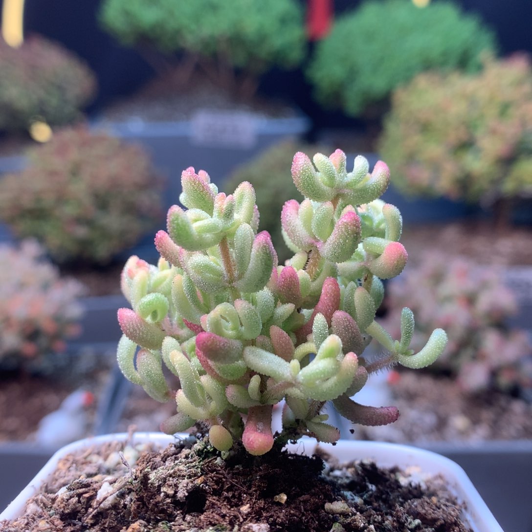 c239红宝石锦枝干番杏