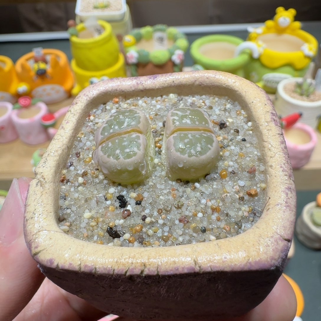 红陶蘑菇428橄榄