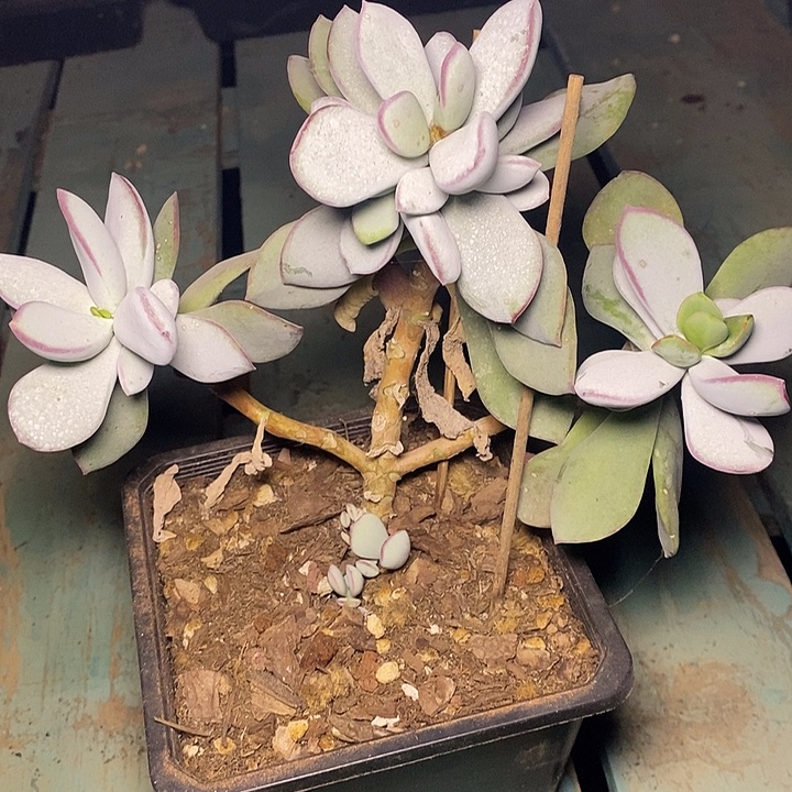 姐****默一物一拍，多肉植物