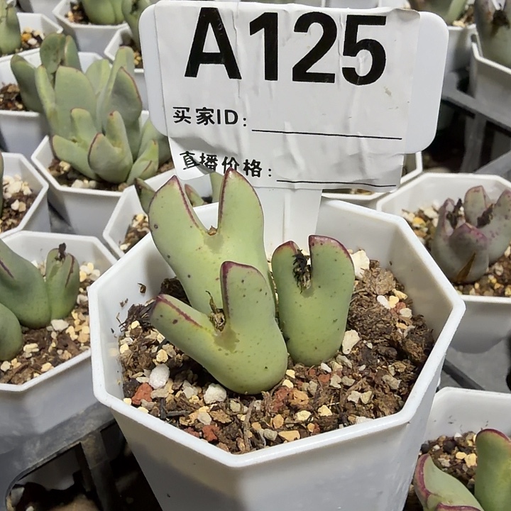 可***猪125。多肉植物的生长