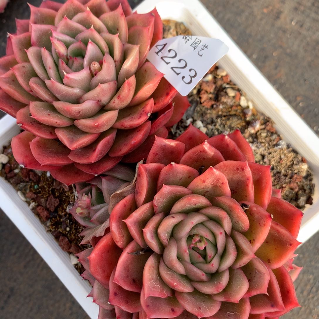 4223杂交多肉植物