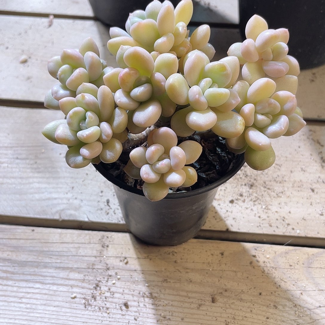 1217  比尔盖茨 六月六