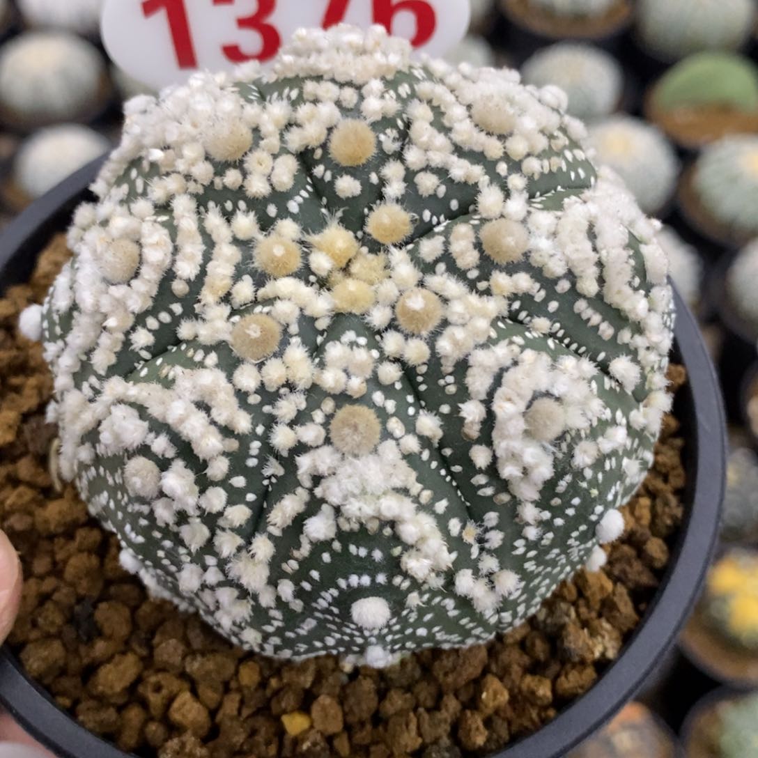 1376密绒花园兜福利