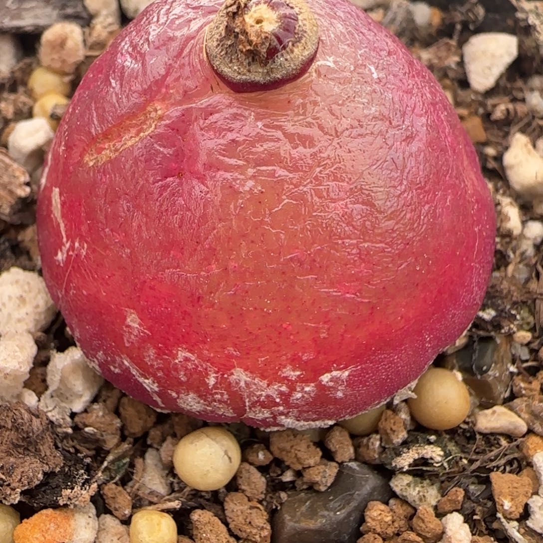 红嘴精品多肉大灯泡38号