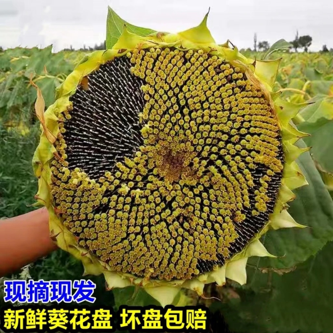 新鲜现摘向日葵2025葵花盘葵花籽带盘生瓜子湿瓜子原味