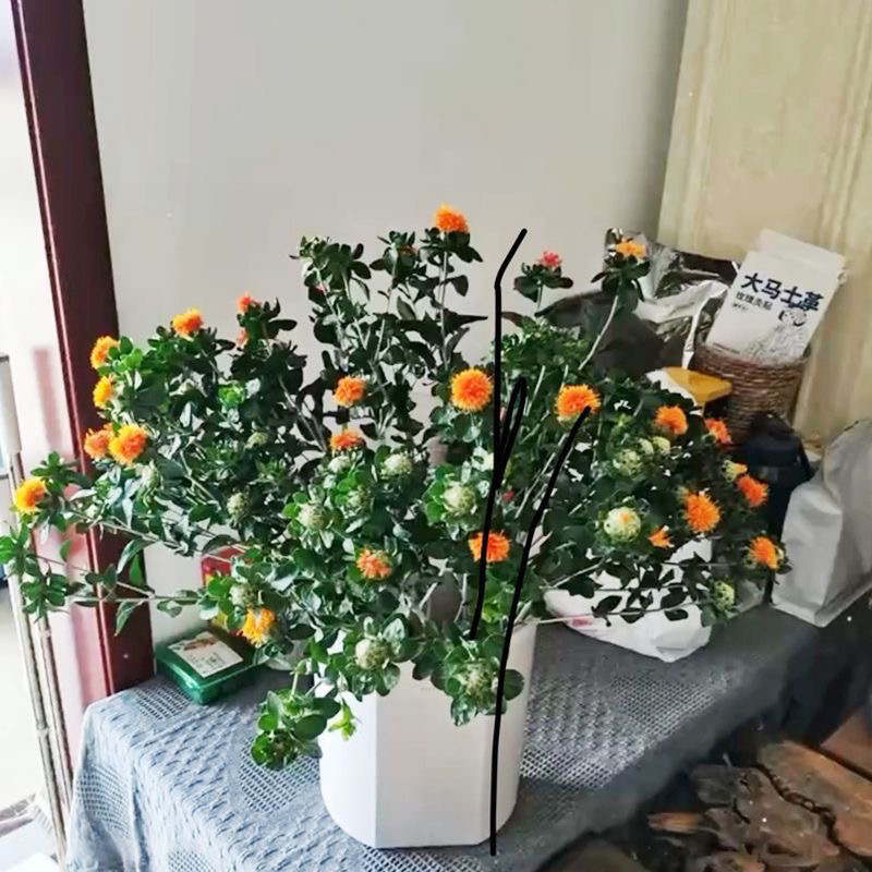 橙菠萝鲜切花【次日达】