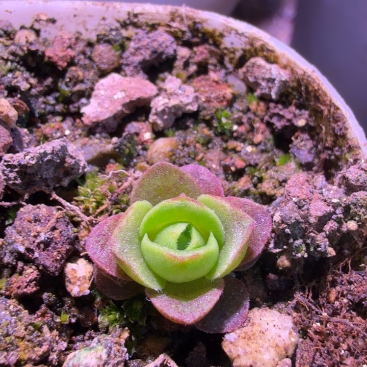 cc122鎏绪微梦  咪咪小