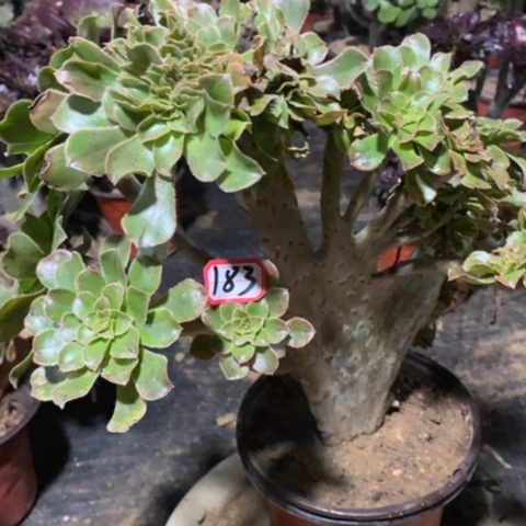 原始绿缀一物一拍，