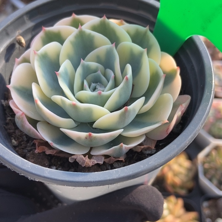677玉蝶锦多肉植物保护