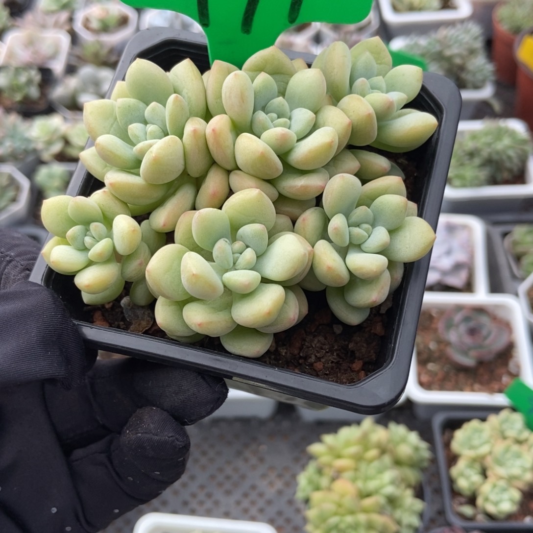 991泡泡糖多肉植物