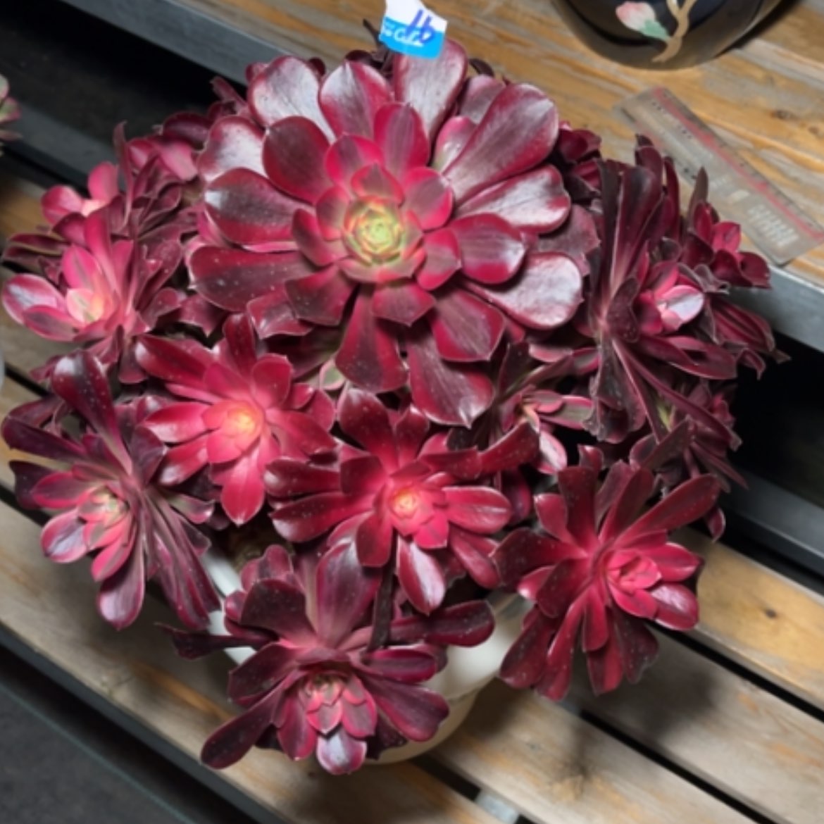 【闪购商品】16美杜莎法师多肉