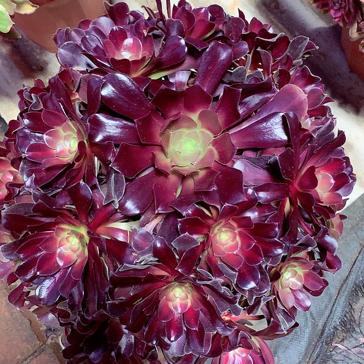 花纳锦多肉植物啊