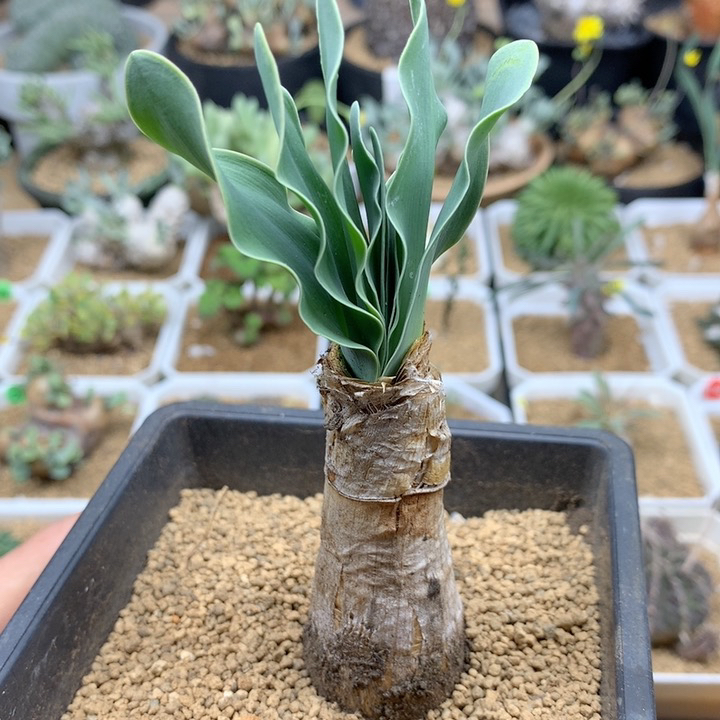 产地巨凤之卵带盆2.7cm