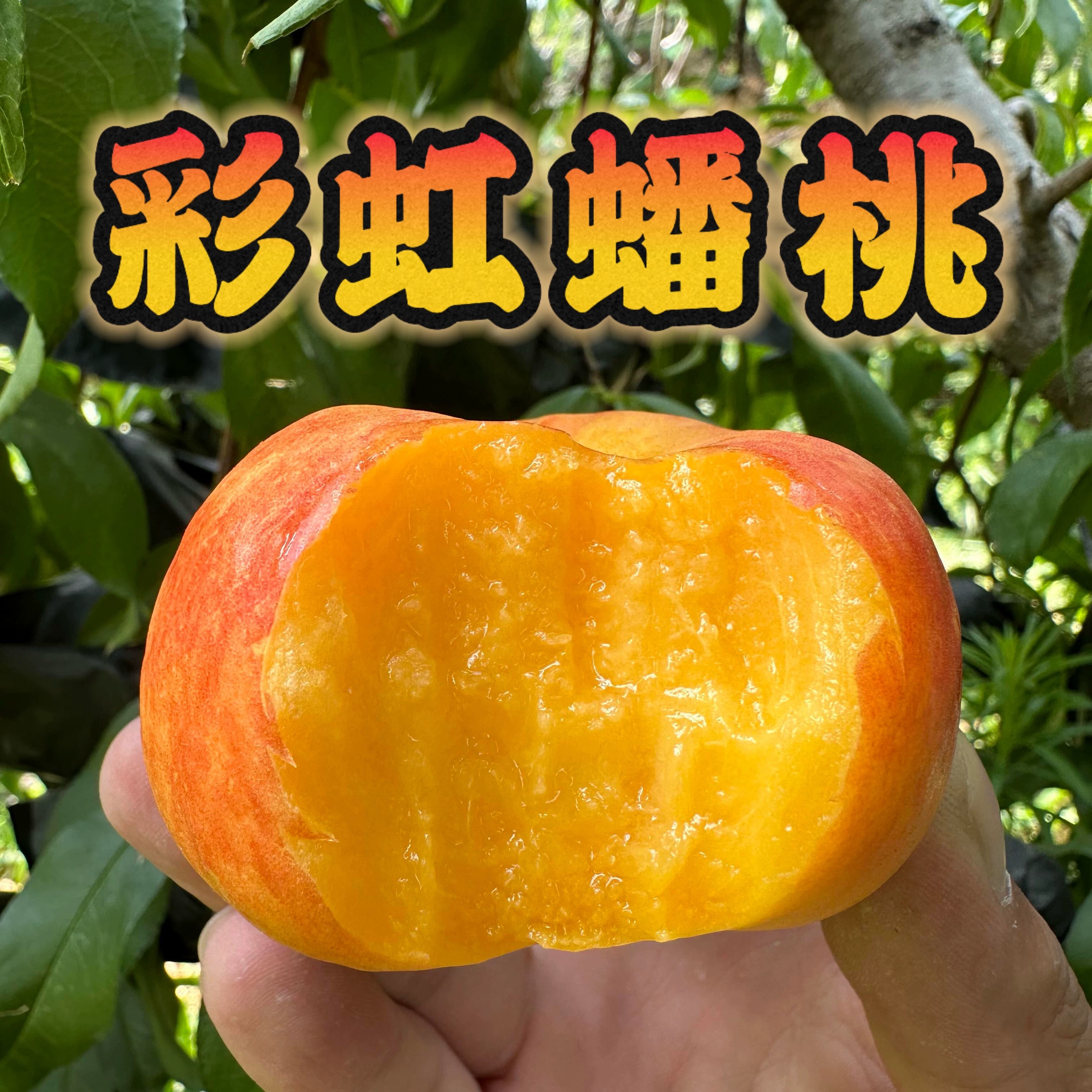 【京东包邮】彩虹油蟠桃香甜多汁新鲜采摘夏日鲜果果园直发2-5斤桃子同城送陕西省