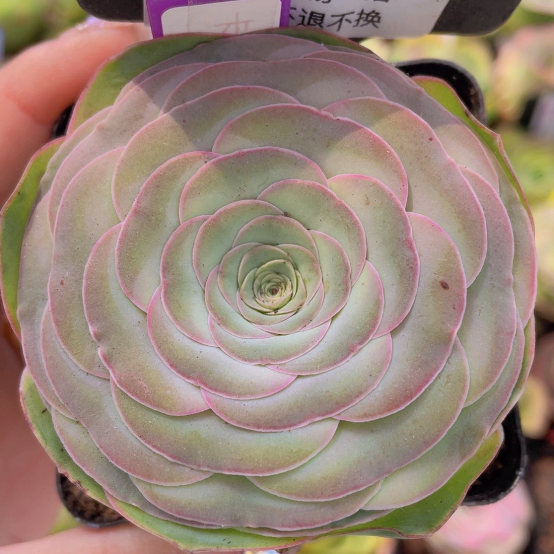 卡卡班克玫瑰一物一拍759