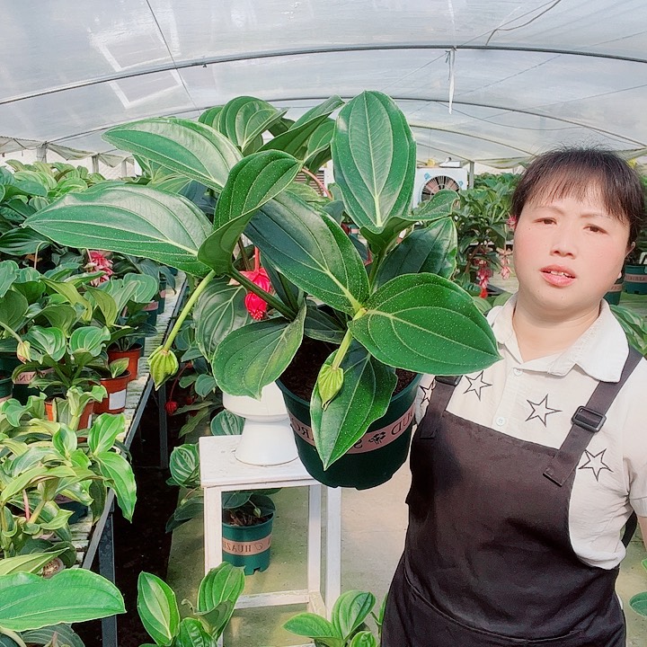 春*宝莲灯开花开花