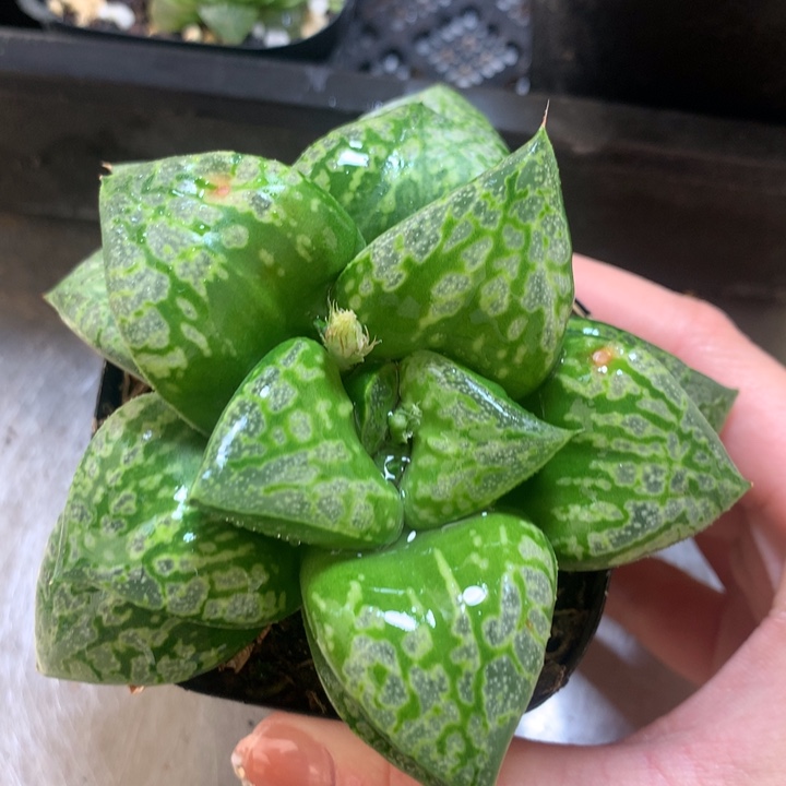 假面舞会一物一拍