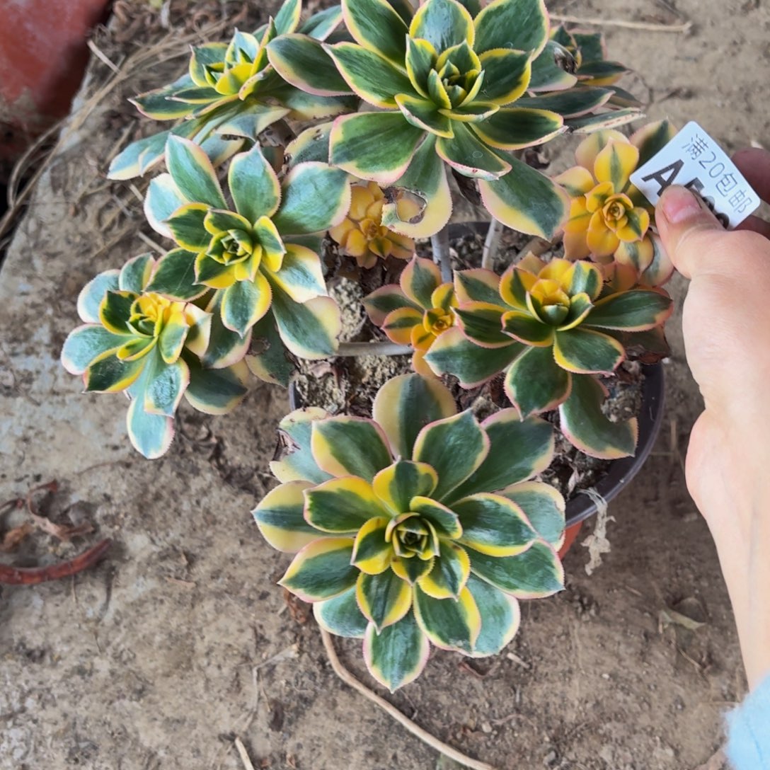 509多肉植物捧花的时候，