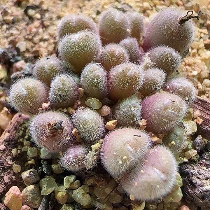 开播福利活动。  636