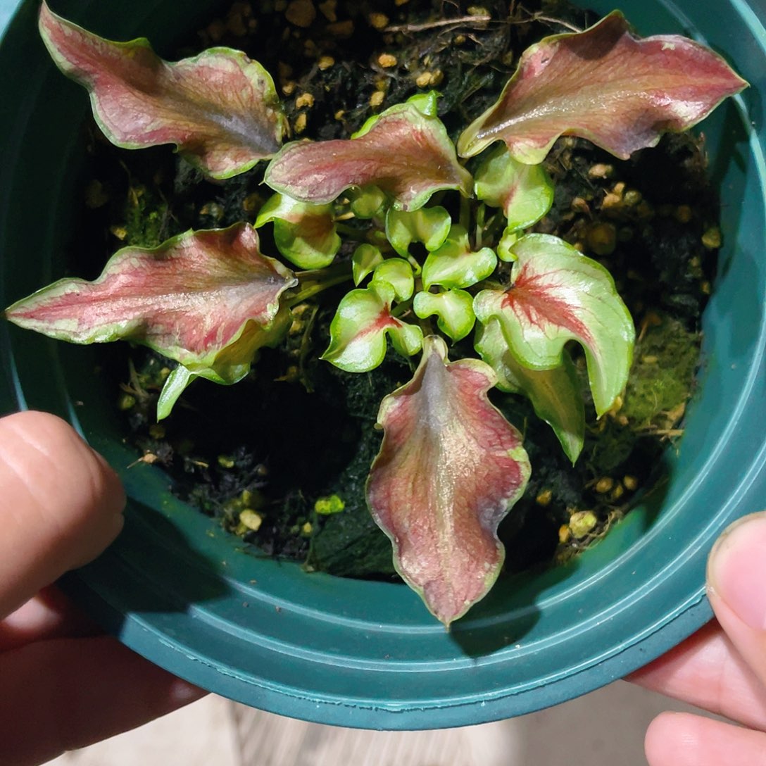 完全开放1186泰彩