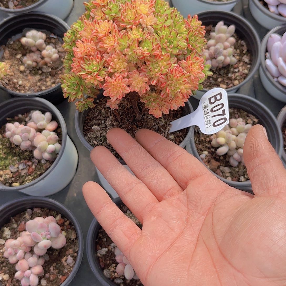 B070小人祭锦一物一拍