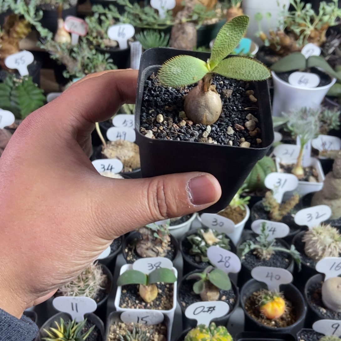 刺叶灯台百合一个