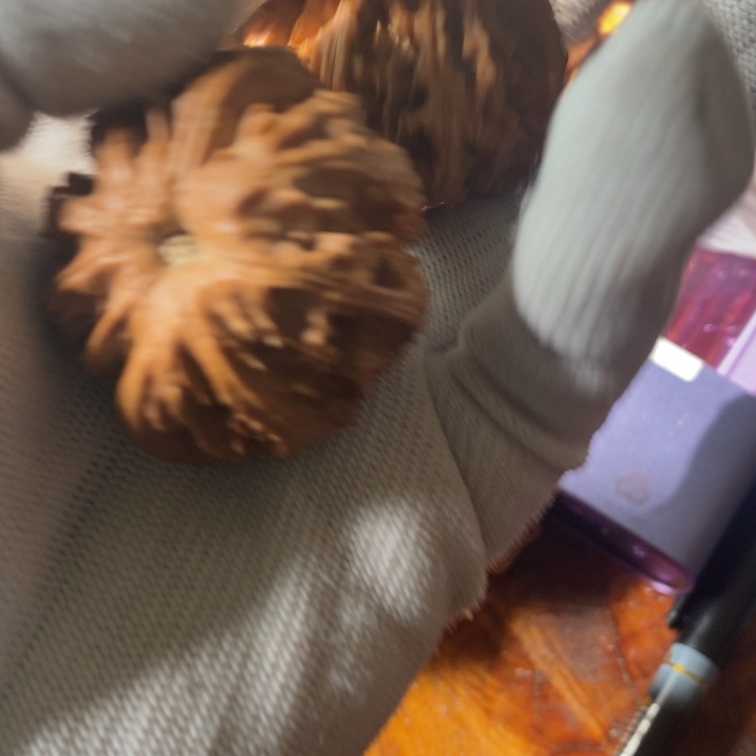 ?****西秦岭森林中发现过几