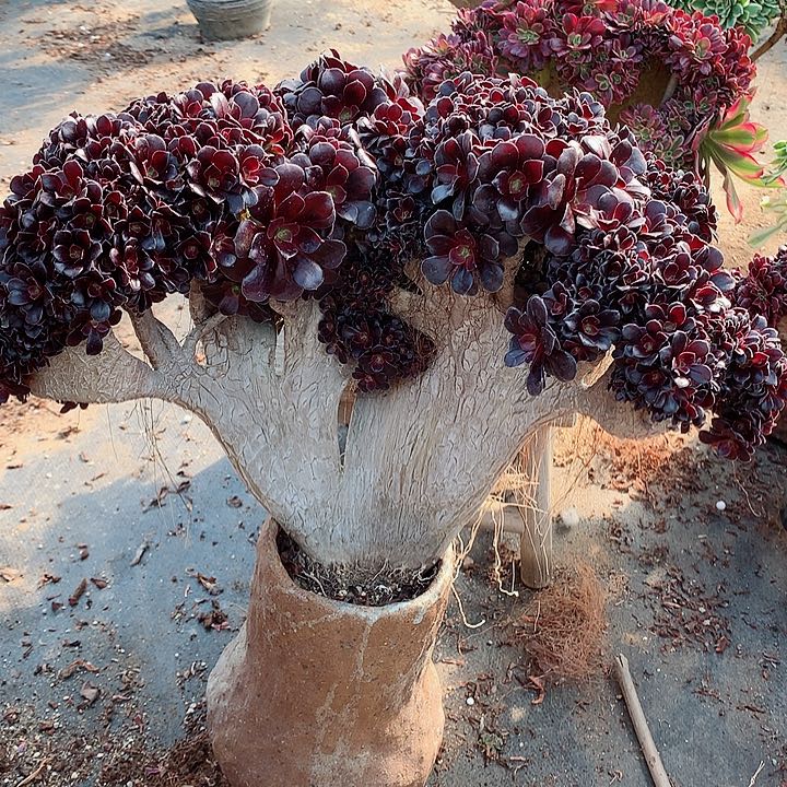 欧朵朵脱土发货啊