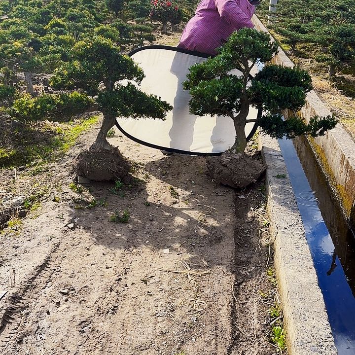 完全开放精品罗汉松两颗