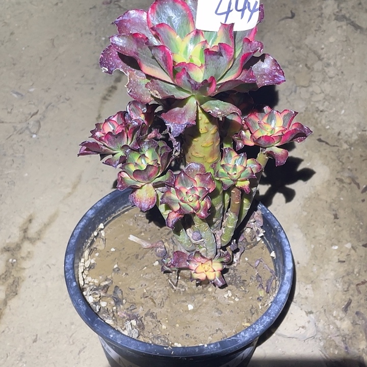 法师植物魅影法师444