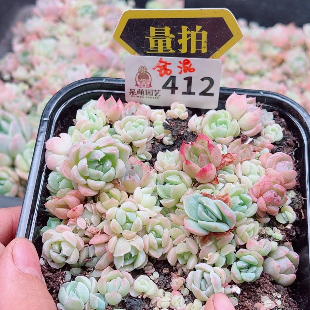 多肉植物多肉植物