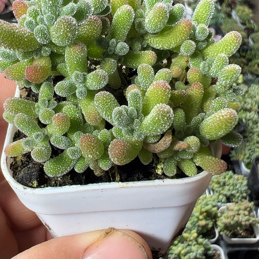 冰晶只干特大福利上车