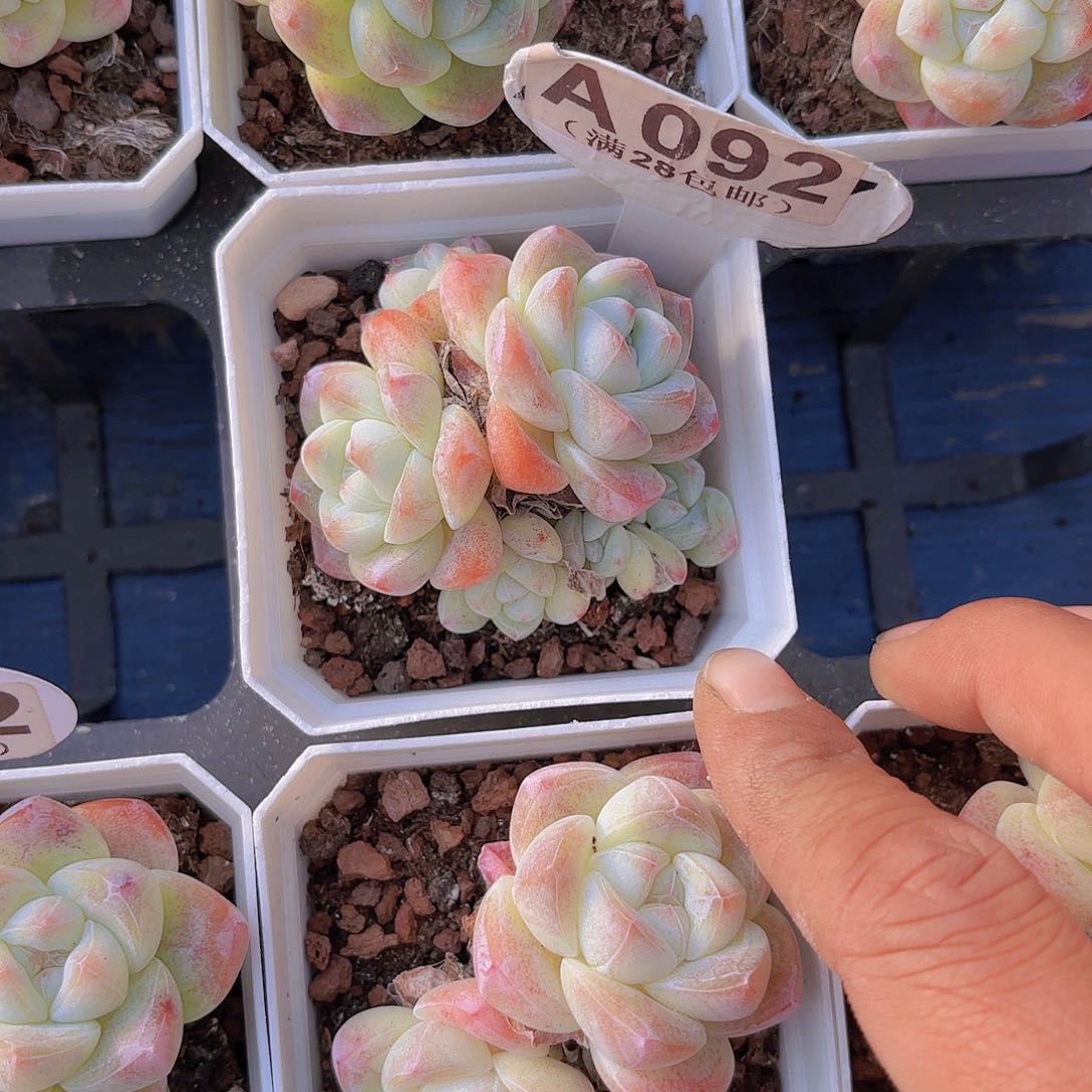 A092冰玉六头一物一拍