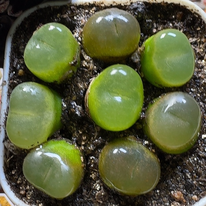 生石花1111111。  185