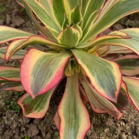 222魅影满25包邮多肉