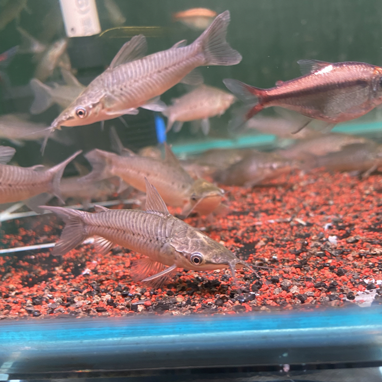 战车鼠鱼长吻战车鼠鱼稀有品种底层清洁工具鱼观赏鱼