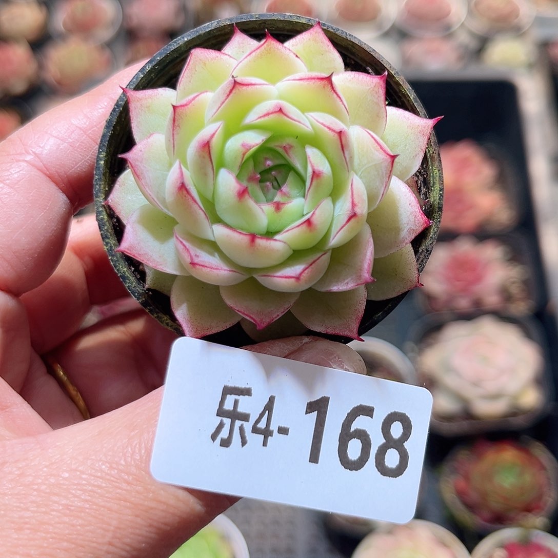 乐4-168 女王单头 