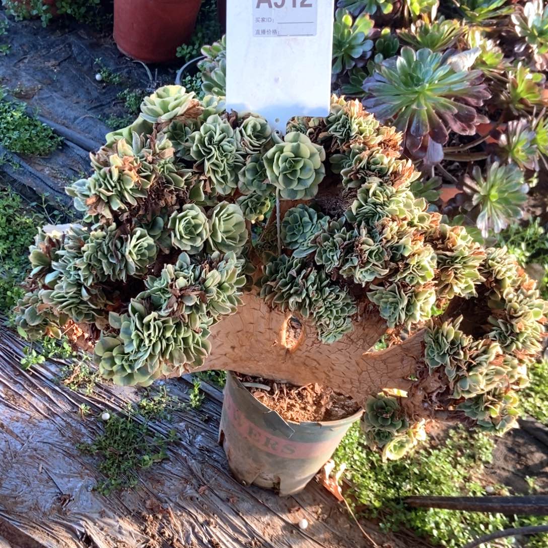 @***签A512迈巴赫干伤处理