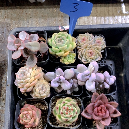 3号多肉植物园艺