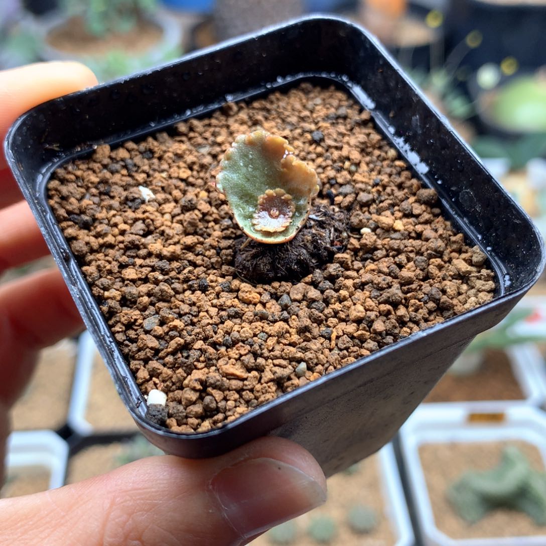 小酒杯小雨伞带盆多肉