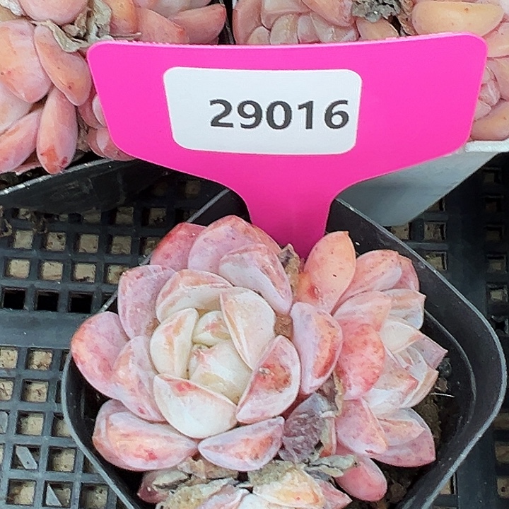 糖心。   29016号。  